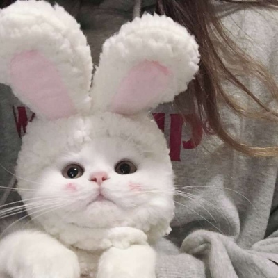 載哥載舞